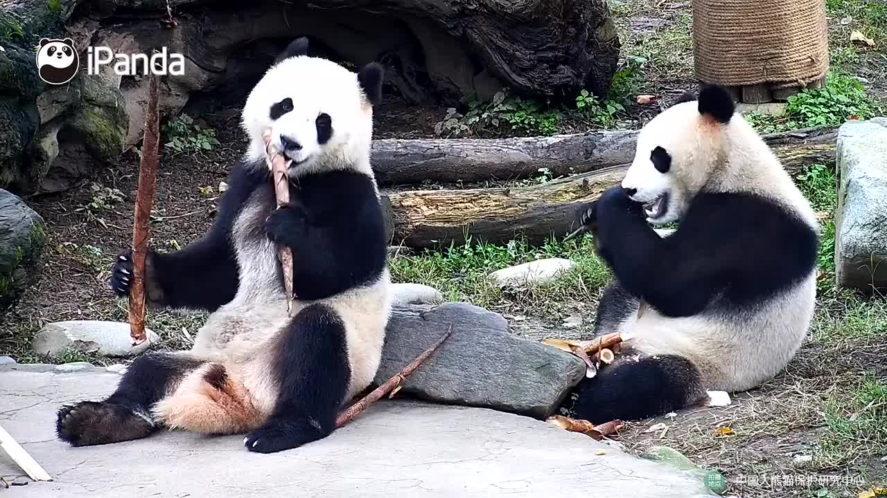 大熊猫青青的最新生活动态