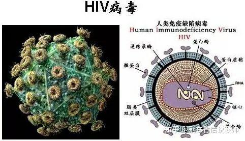 美国最新出现的病毒，探究其源头与影响